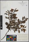 Foto von Salix atrocinerea Brot. x Salix phylicifolia L.